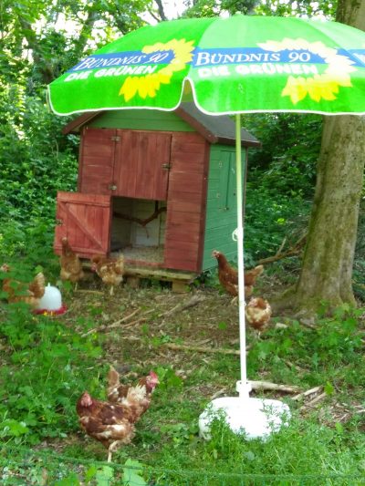 REttungsschirm, also ein Sonnenschirm vor einem Hühnerstall